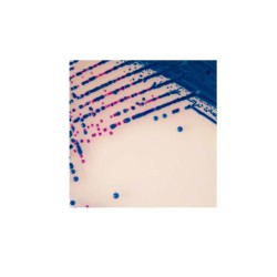 Gélose Chromogène Strepto B...